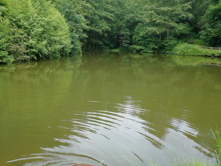 SchöneSprücheWeg Teich Dornwiese Runde von Solardraisine Mörlenbach