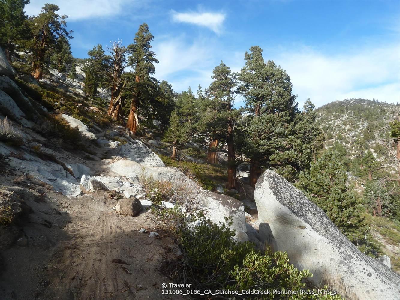 Rocky, dirt trail winding uphill through a pine forest under a bright sky.