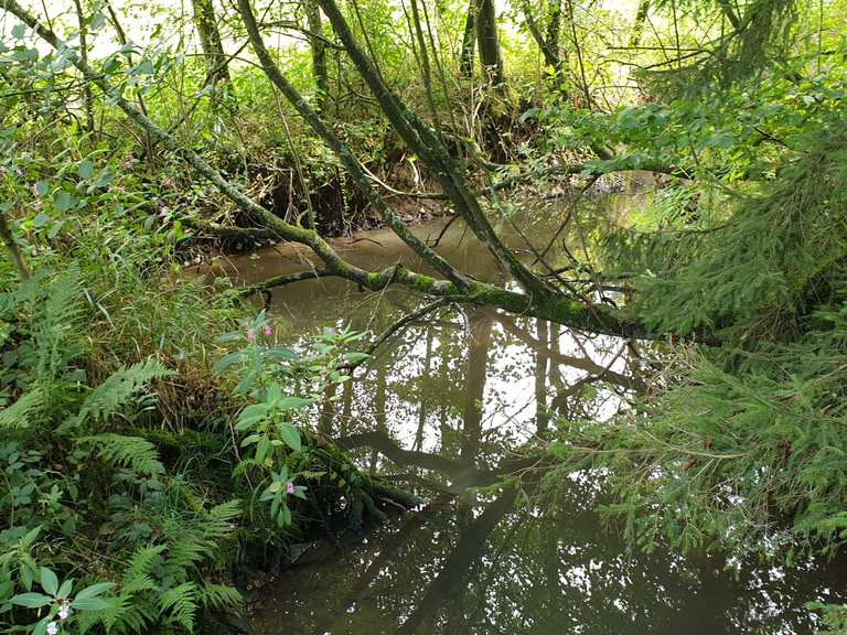 Naturschutzgebiet Naafbachtal Routes for Walking and Hiking | Komoot