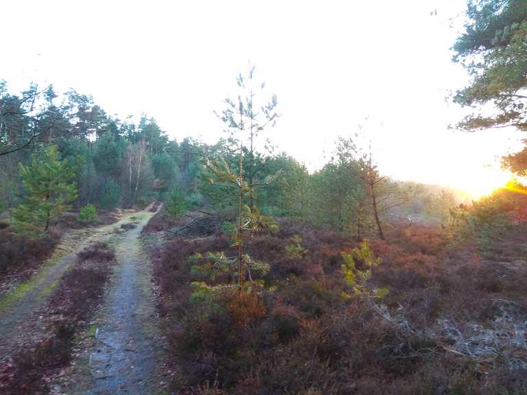 Wacholderpark am Wacholder Park Runde von Soltau Wanderung Komoot