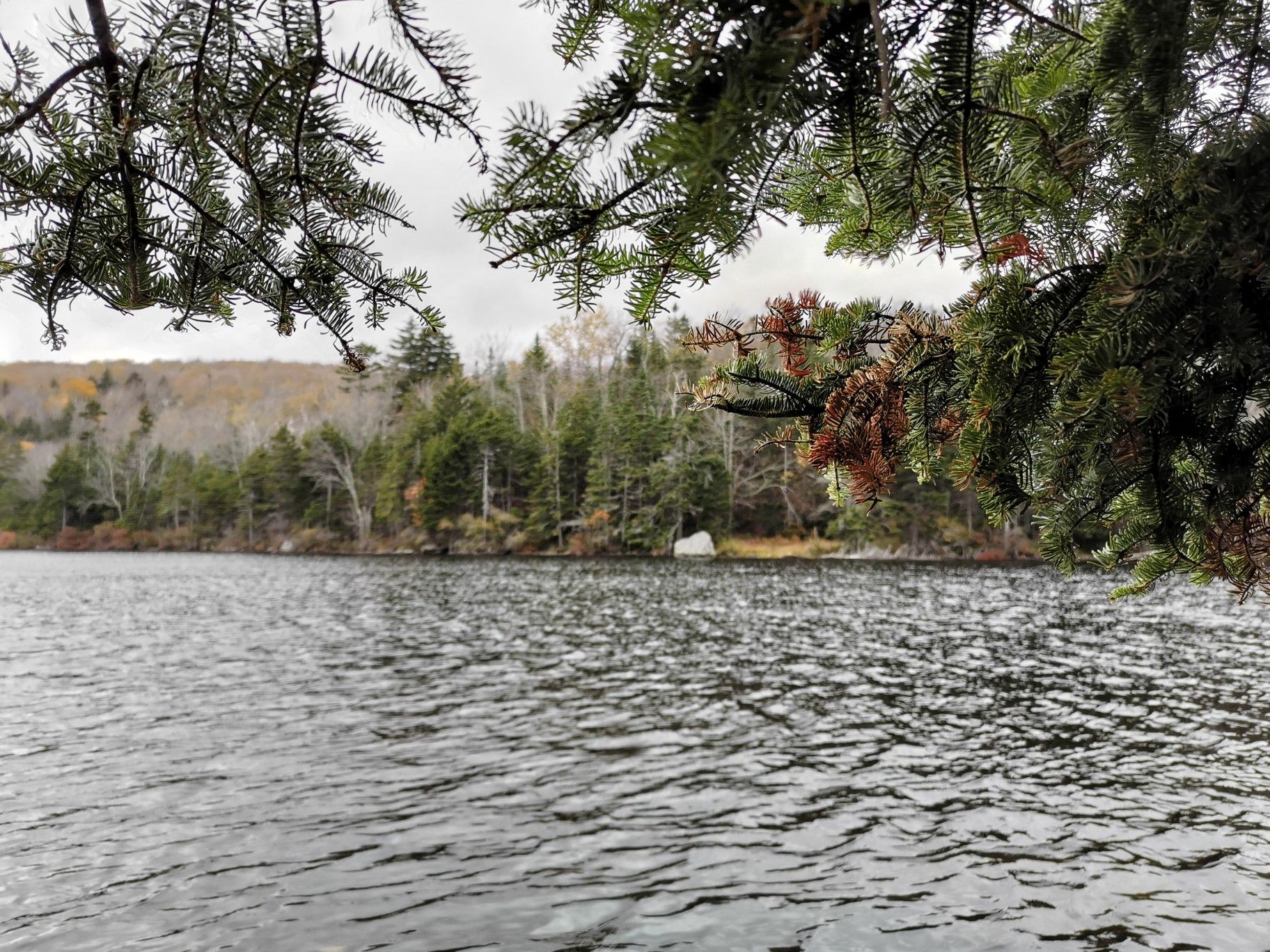 Dark lake with evergreen branches in foreground, distant forest under cloudy sky. - Griffith Lake – Peru Peak loop from Styles Peak