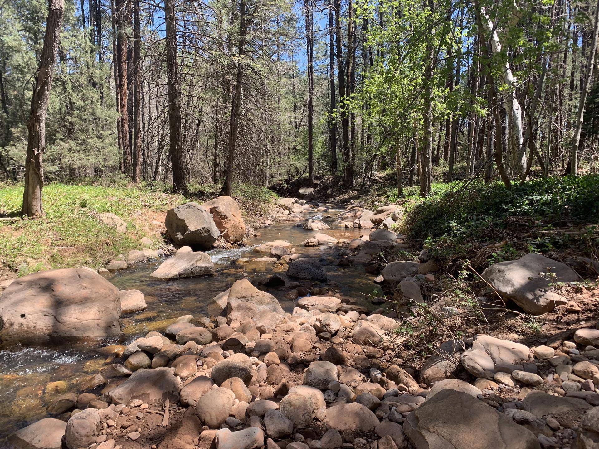 Clear stream flowing over rocks through a dense green forest on a sunny day.