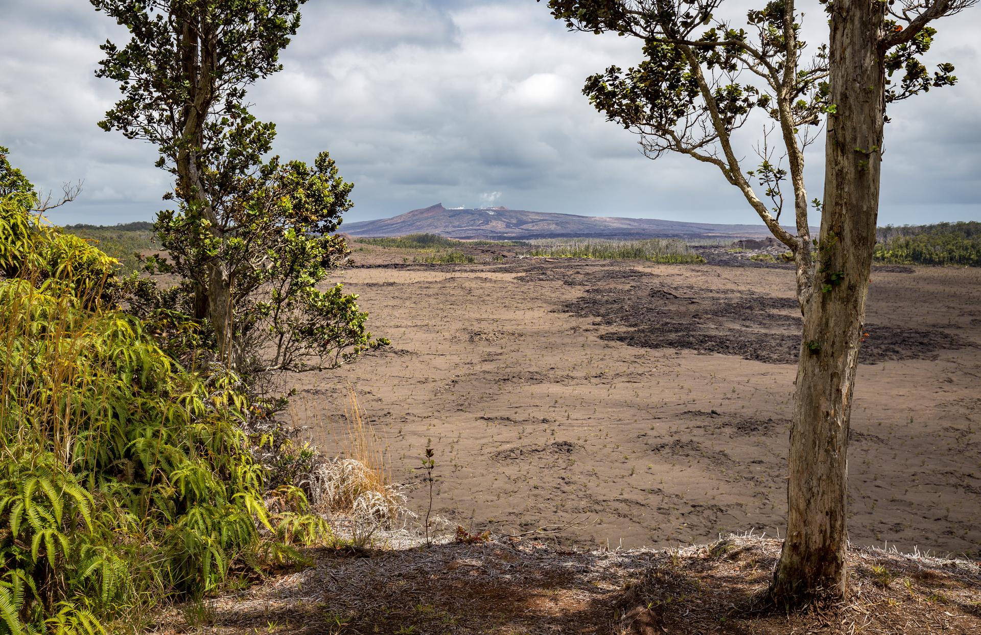 Two trees frame a wide, barren volcanic plain with a distant mountain.
