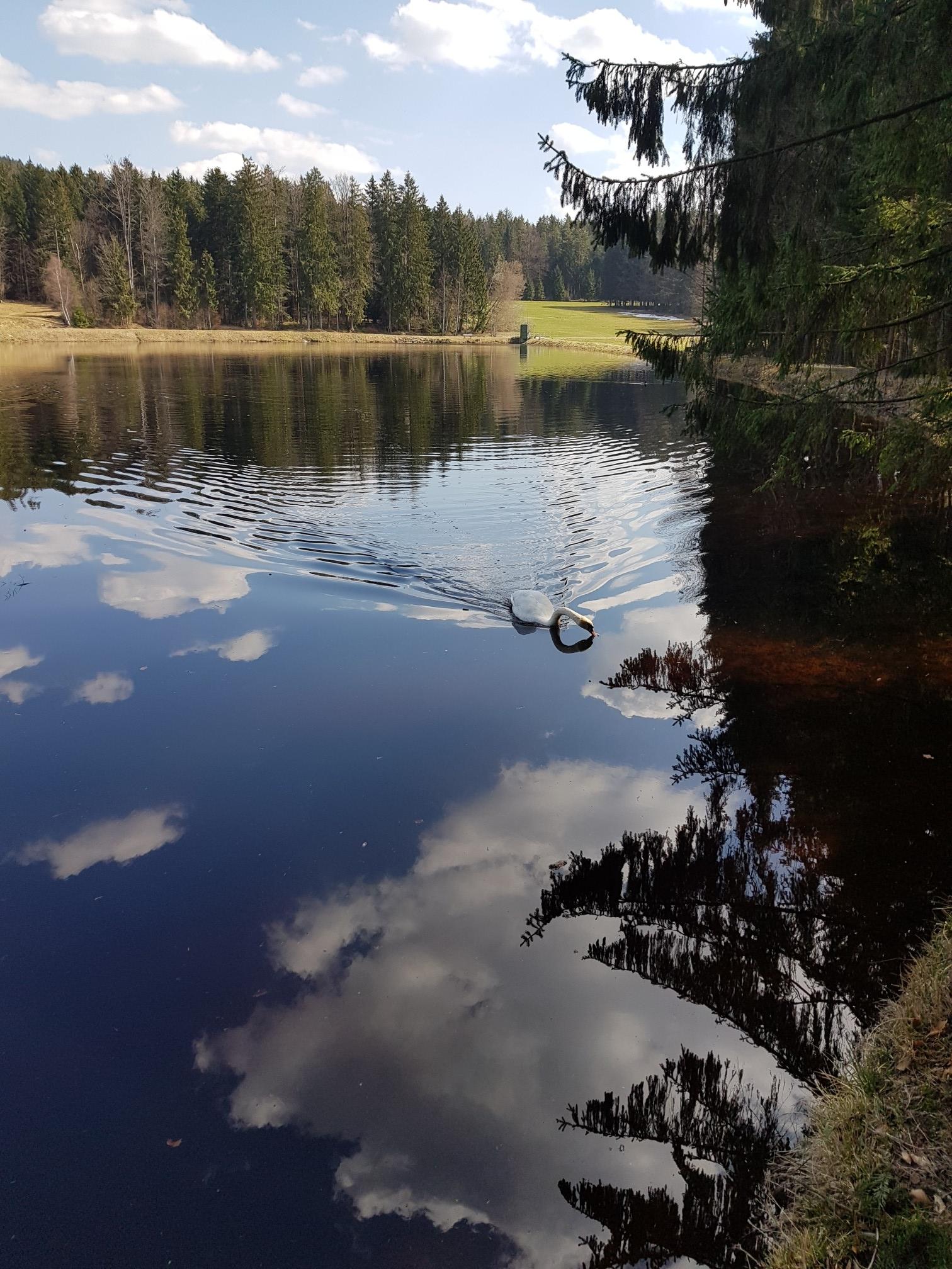 Stausee Großarmschlag - Grafenau, Freyung-Grafenau | Wandertipps ...