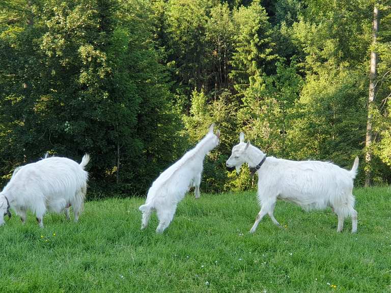 Erlebnisort Waldegg Routes for Walking and Hiking | Komoot