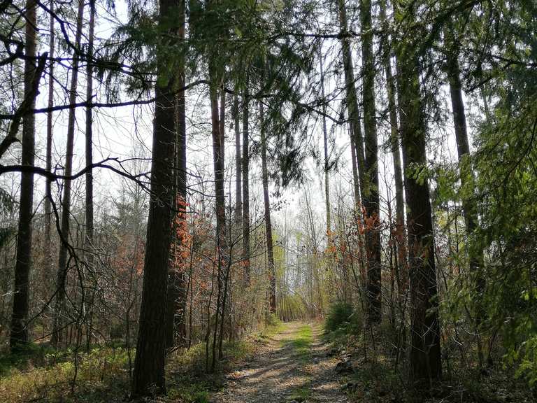 Stauweiher Drei Lärchen Runde von Leubnitz Forst Wanderung Komoot