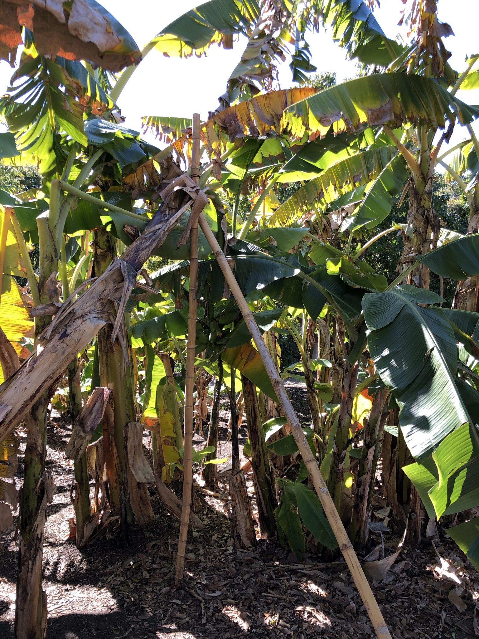 Dense banana grove under bright sunlight, with large green leaves and supporting poles.