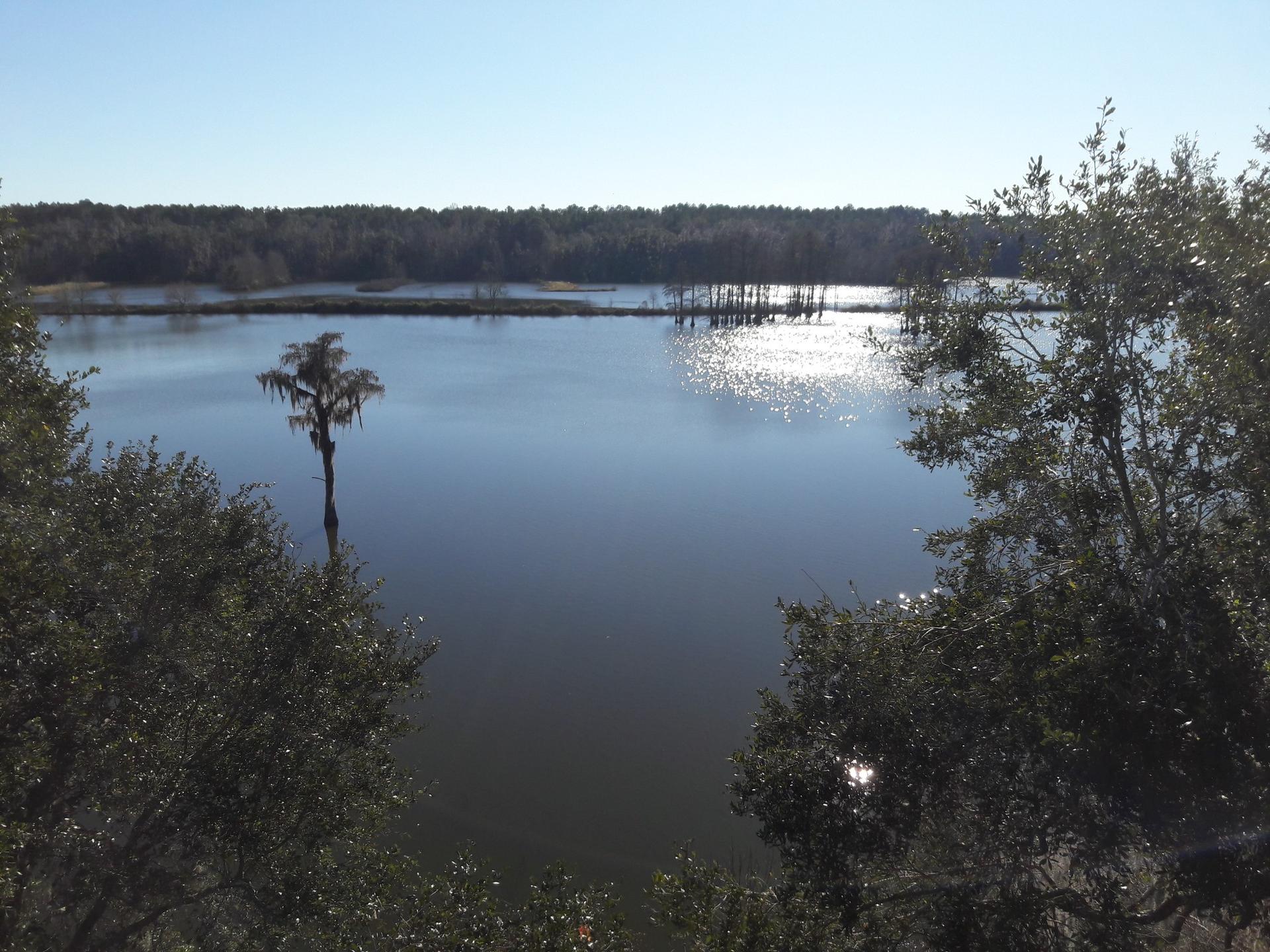 Sunny lake with submerged trees and forested shoreline under clear sky.