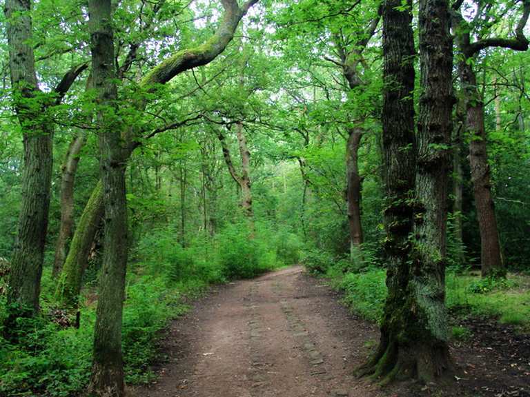 Ecclesall Woods - Mountain Bike Trails & Tracks | Komoot