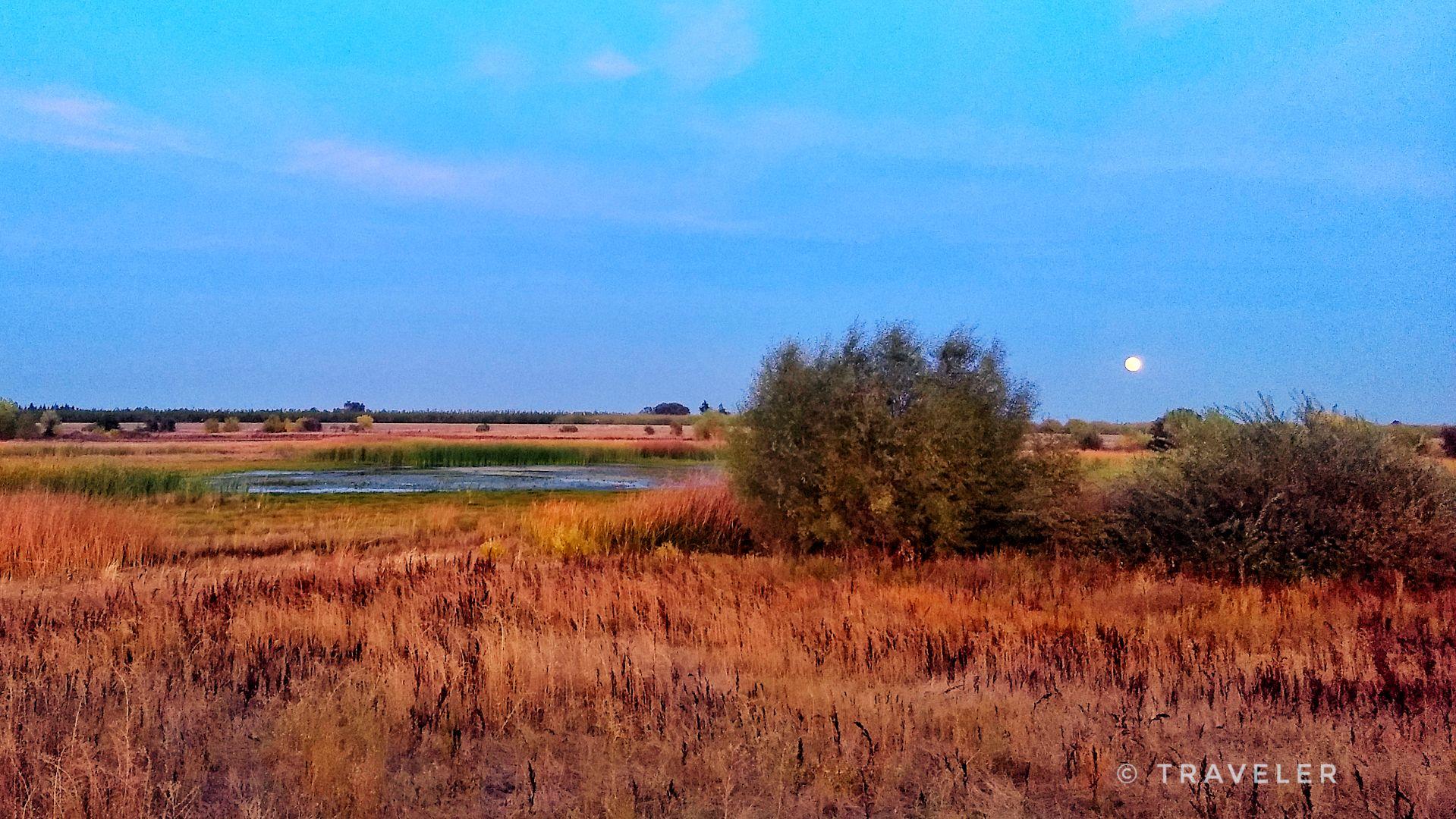 A full moon rises over a wetland with tall, golden grasses at dusk.