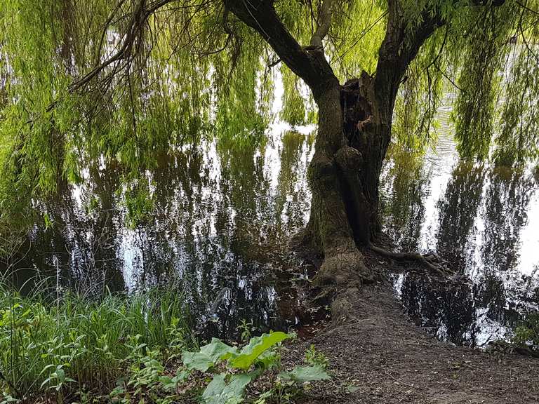 Waldteiche Großer Teich Loop from Bad Nauheim hike Komoot