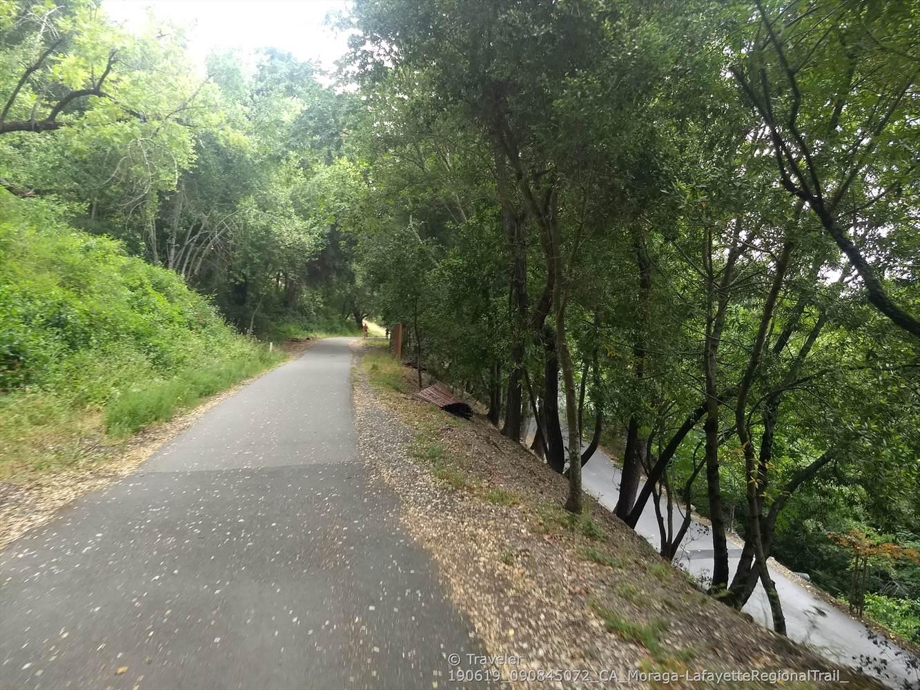Paved path winding through a dense, green forest on an overcast day.
