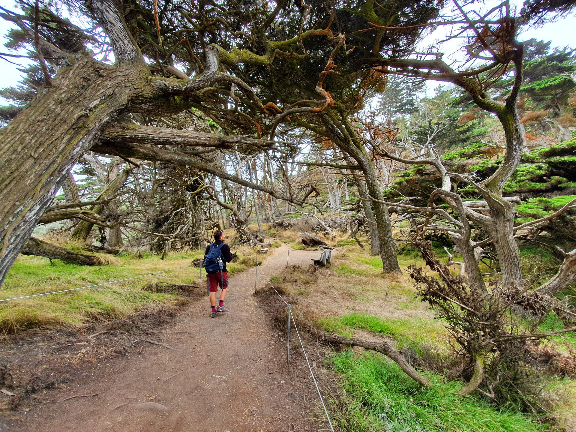 A person walks on a dirt path through a forest of gnarled, mossy trees.