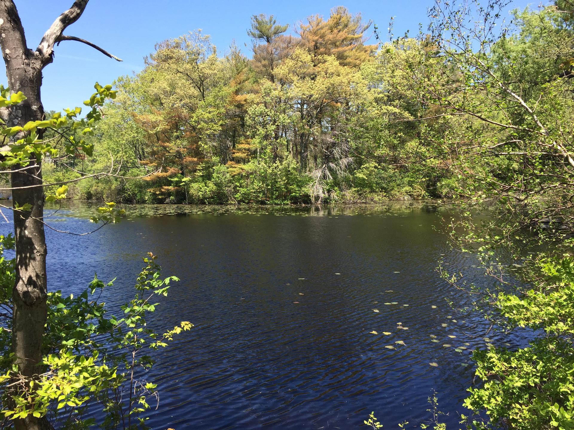 Sunny view of a calm pond surrounded by lush green trees.