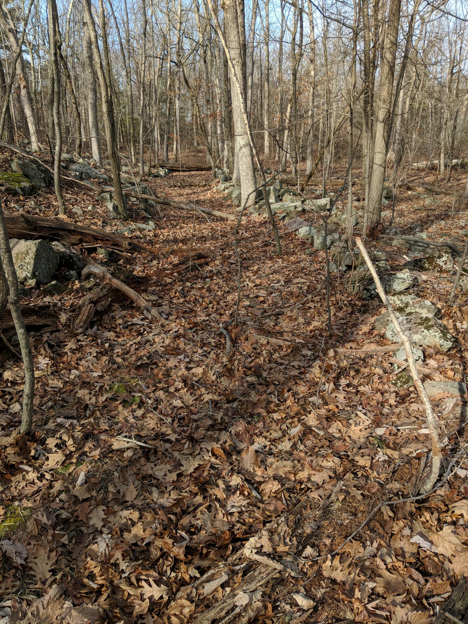 Sunlit forest path covered in brown leaves, surrounded by bare trees.