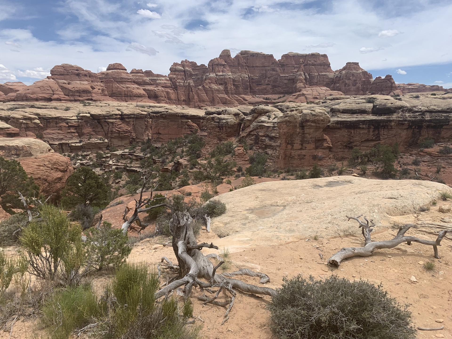 Desert scene with gnarled trees and large red rock cliffs under a cloudy sky.