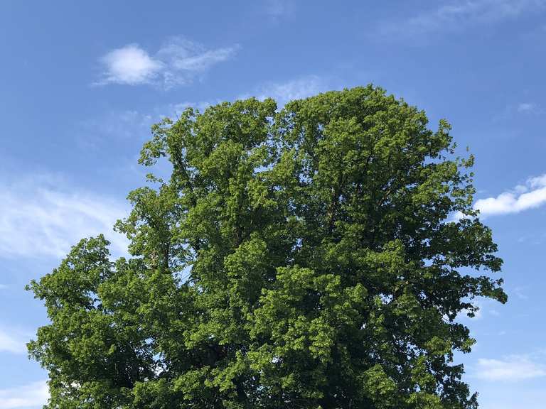 Linde von Linn MountainbikeTouren und Trails komoot