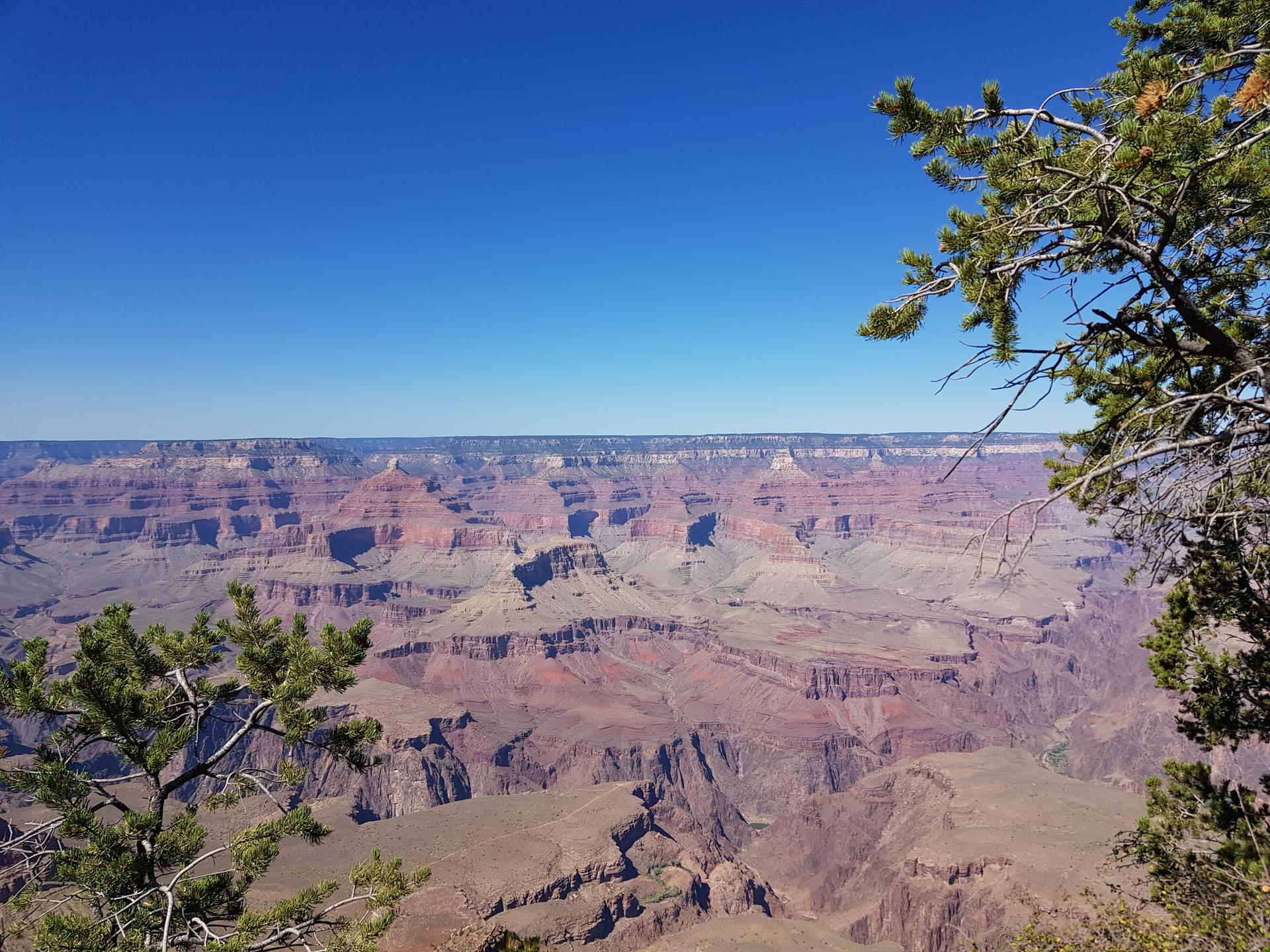 Panoramic canyon view with distant rock formations framed by pine trees.