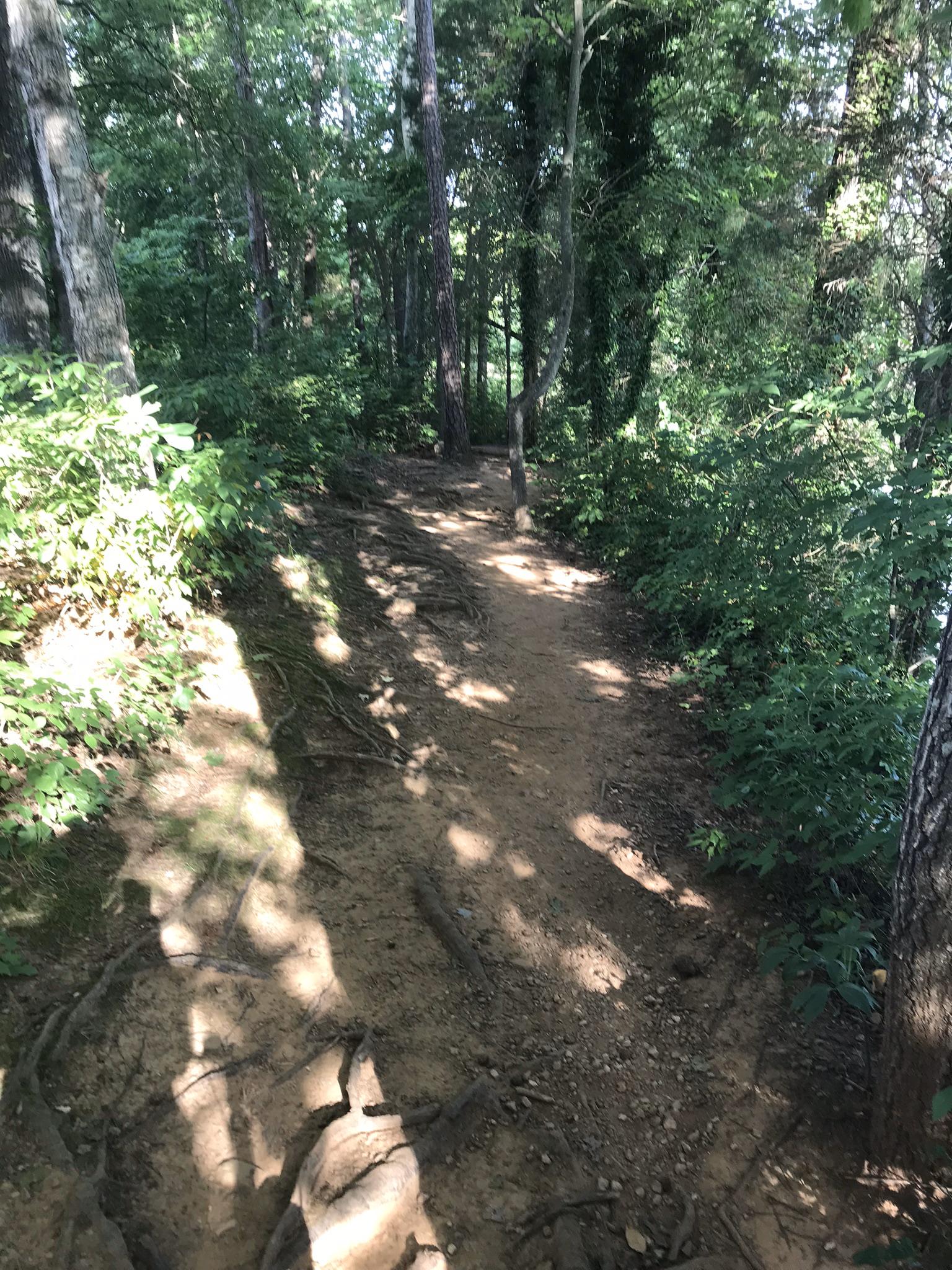 A sun-dappled dirt trail winds through a dense, green forest.