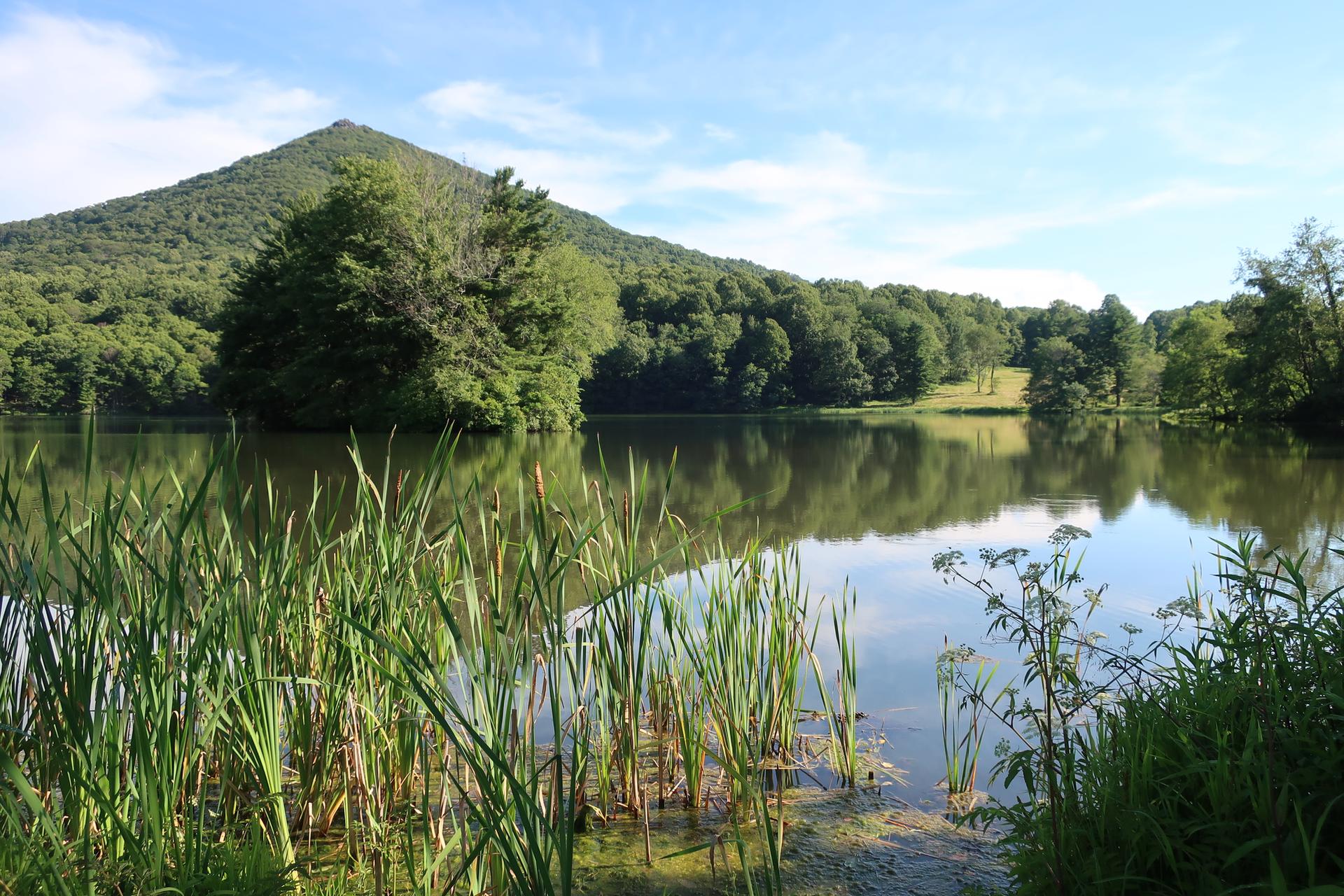 Serene lake with tall reeds, reflecting a forested mountain under a bright sky.