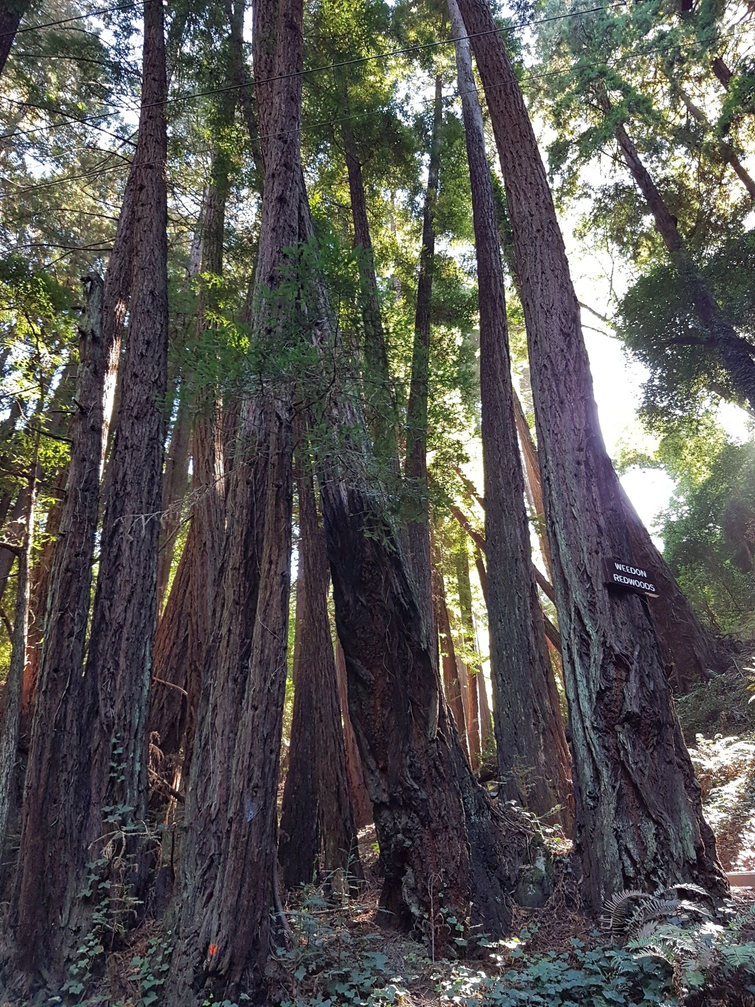 Towering trees in a sun-dappled forest, viewed from below. - Homestead Valley Big Loop