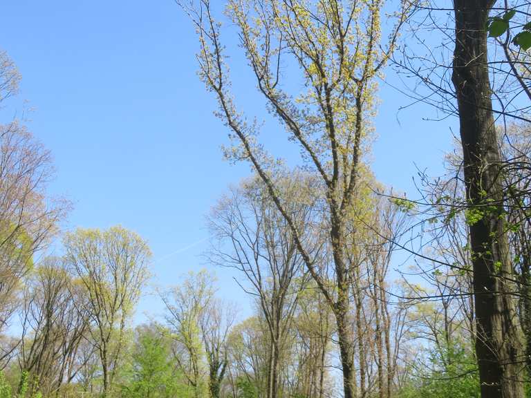 Aaper Wald Neandertal Runde von DüsseldorfDerendorf