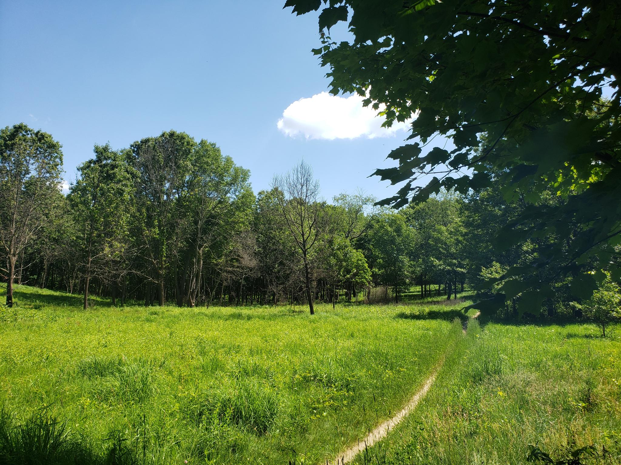 A sunny green field with a dirt path leading towards a forest.