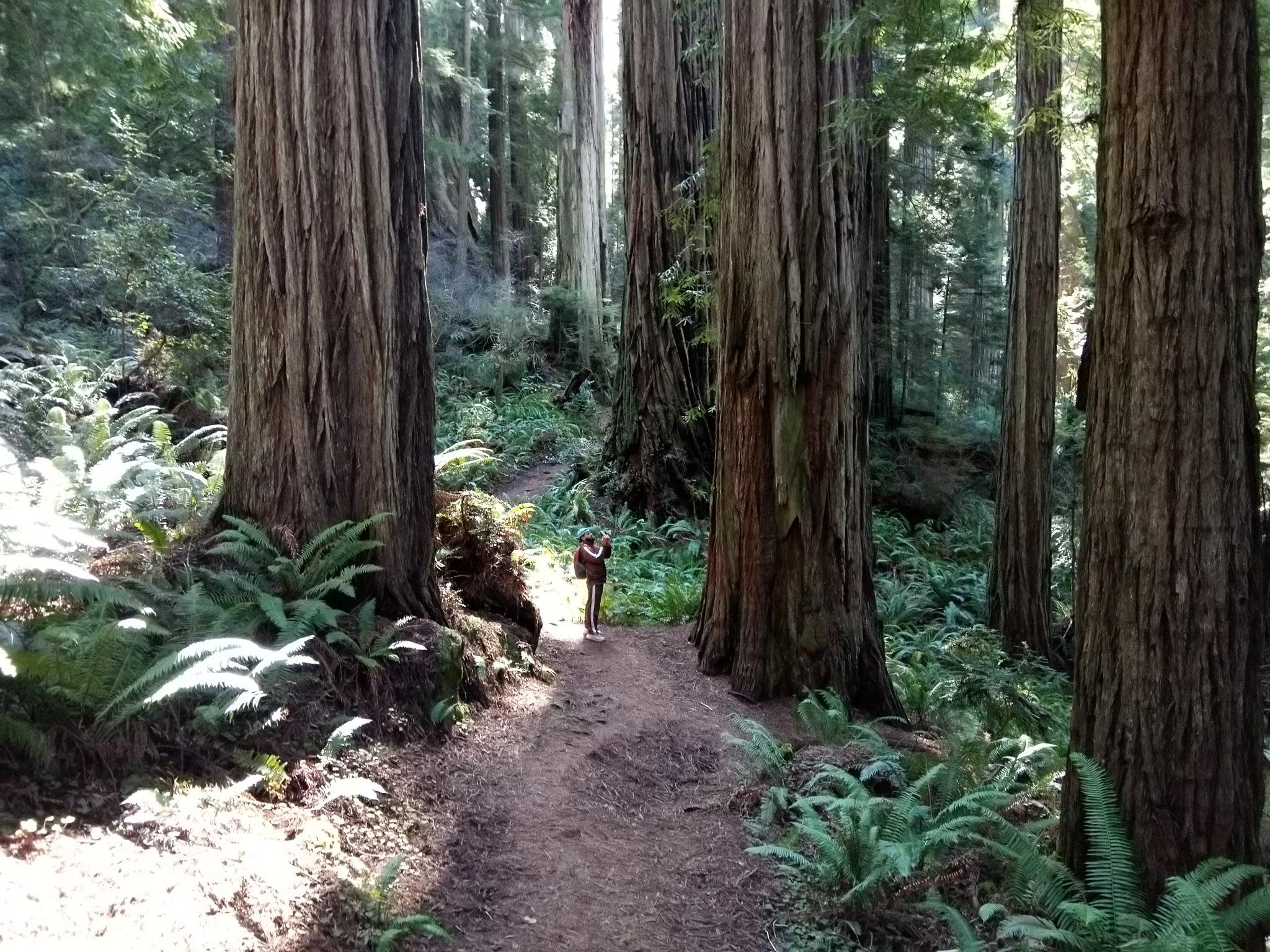 A person walks on a sun-dappled forest path surrounded by towering trees.