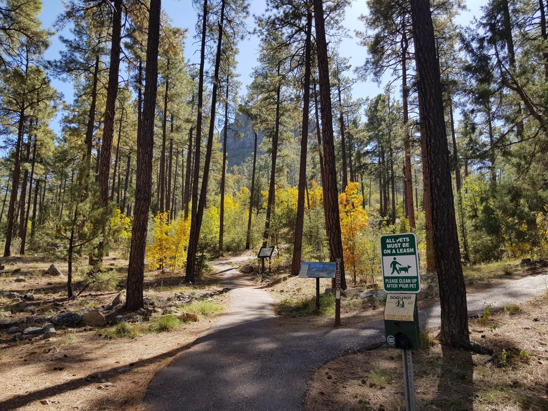 Paved path through a sunny pine forest with yellow autumn foliage.