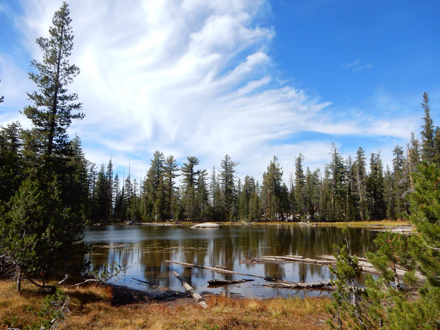 Serene lake surrounded by pine trees and fallen logs under a cloudy sky.
