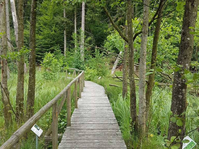 Holzbohlenweg durch das Moor Wanderungen und Rundwege komoot