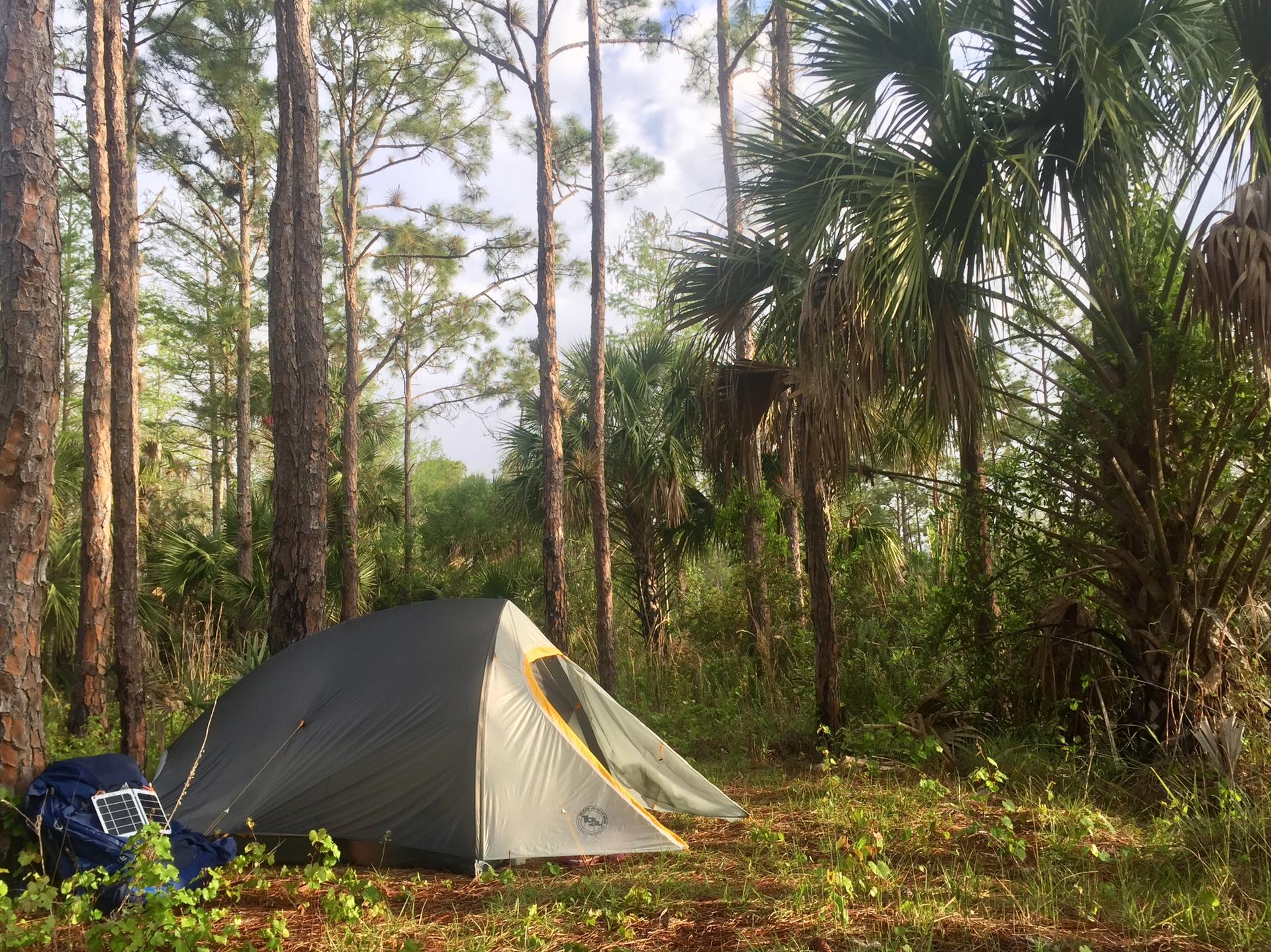 A gray tent and blue backpack sit among tall pines and palms.