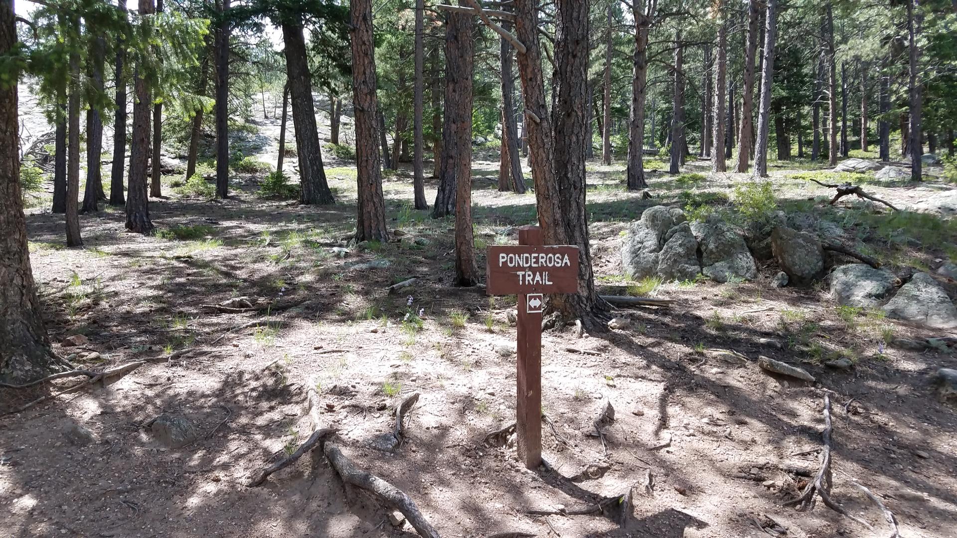 A trail sign stands in a sun-dappled pine forest with exposed roots.