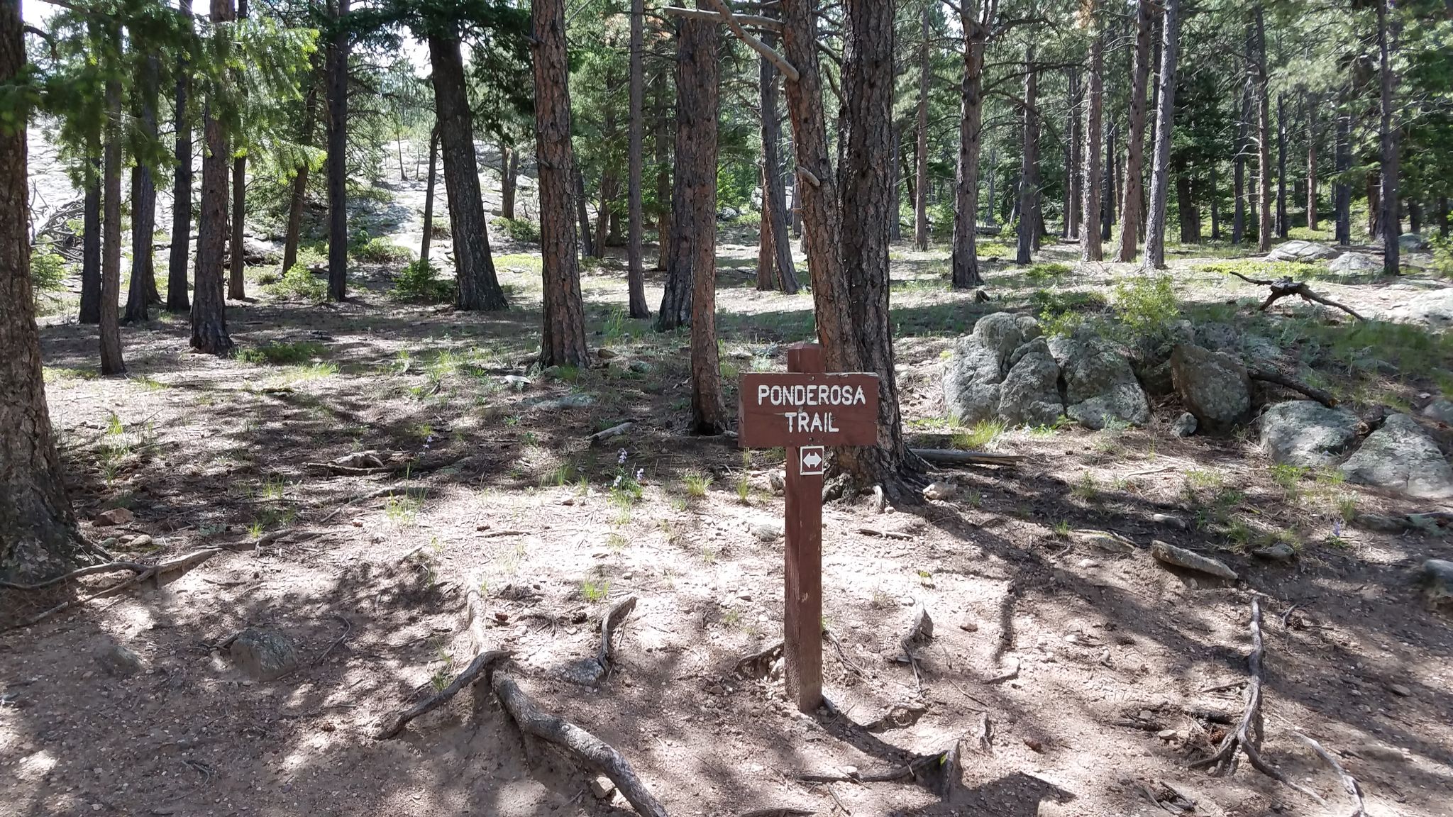 A trail sign stands in a sun-dappled pine forest with exposed roots. - Ponderosa and Sisters Trail Loop