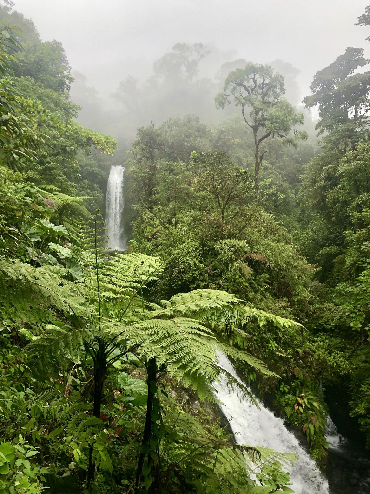 Una Figura Solitaria Se Encuentra En Un Brumoso Bosque De Bambú Bajo La  Brillante Luna Llena Foto E Imagen Para Descarga Gratuita - Pngtree, image size:1536x2048