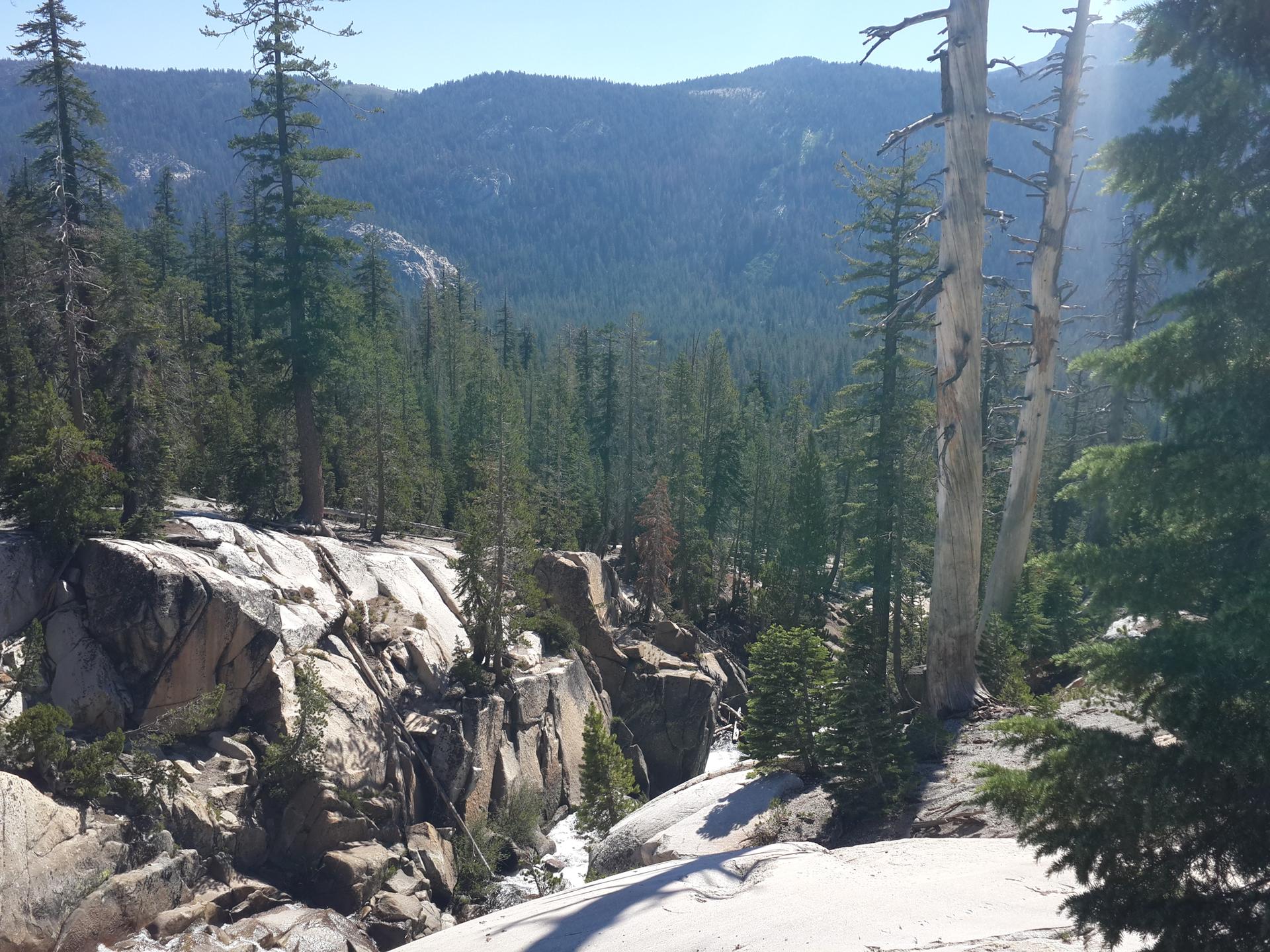 Rocky canyon with a dense pine forest and tall, weathered dead trees.