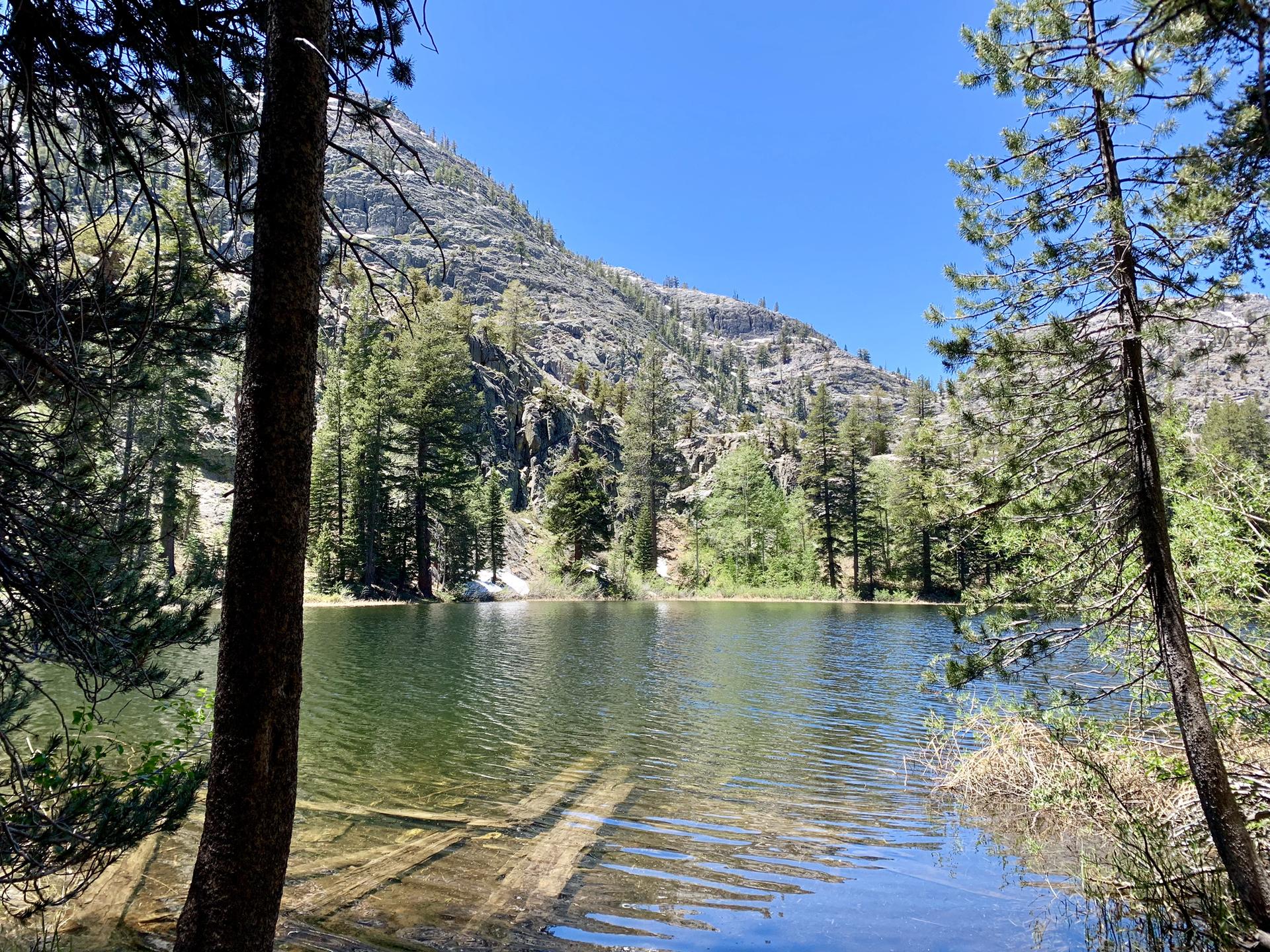 Clear lake with submerged logs, surrounded by pine trees and a rocky mountain.