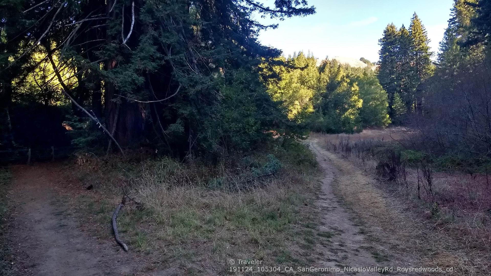 A fork in a dirt path leading into a sunlit forest clearing.