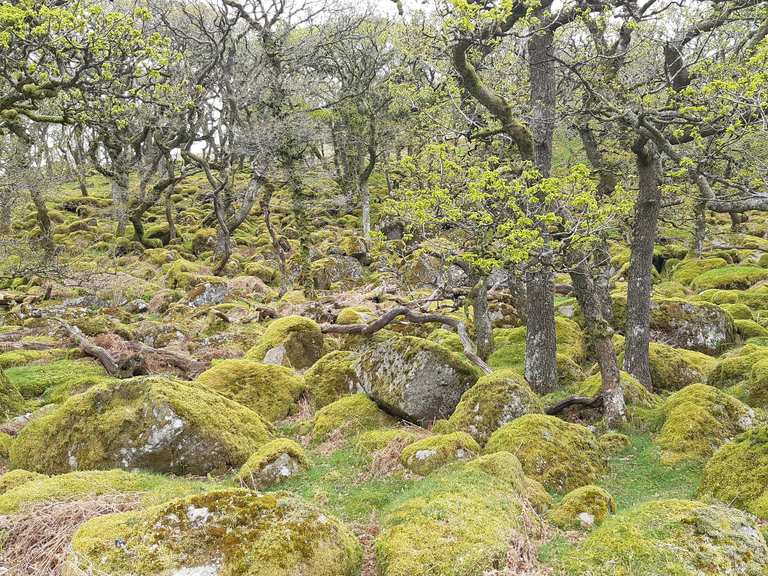 Meldon Reservoir Routes for Walking and Hiking | Komoot