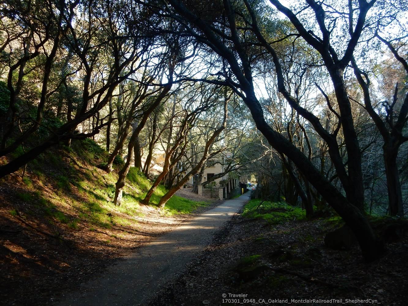 Shaded dirt path winding through a dense forest with dappled sunlight.