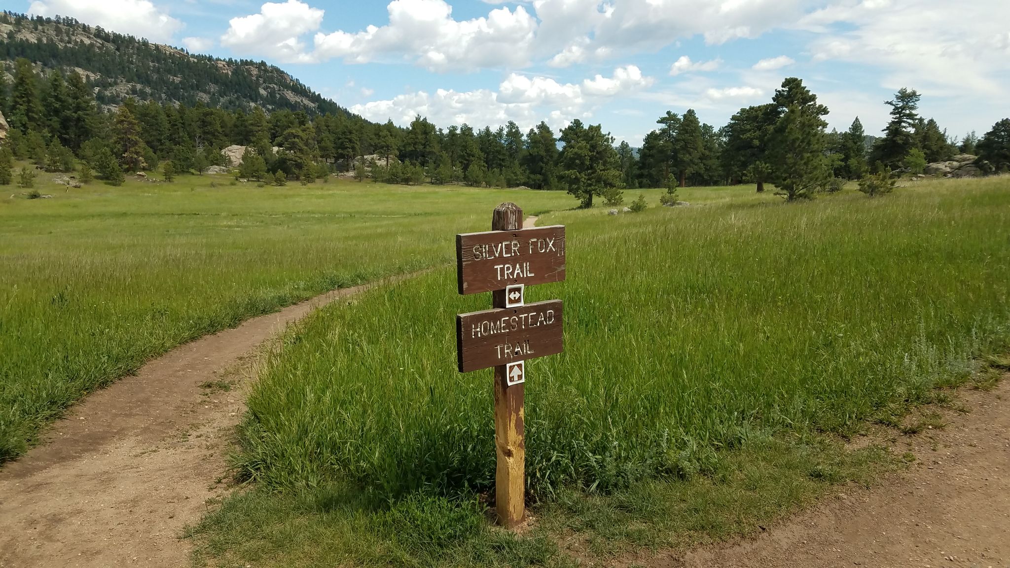 A dirt trail forks at a wooden sign in a sunny, grassy field. - Elephant Butte Loop