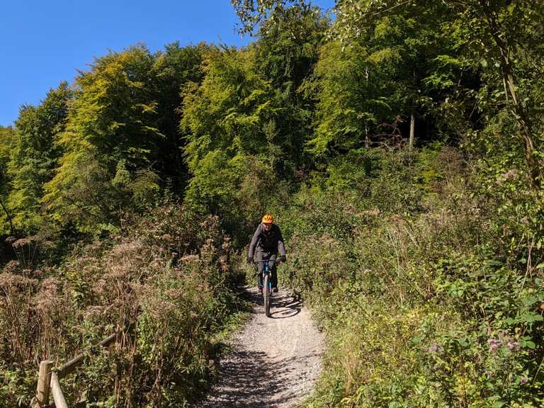 Queen Elizabeth Country Park Mountain Bike Trails & Tracks Komoot