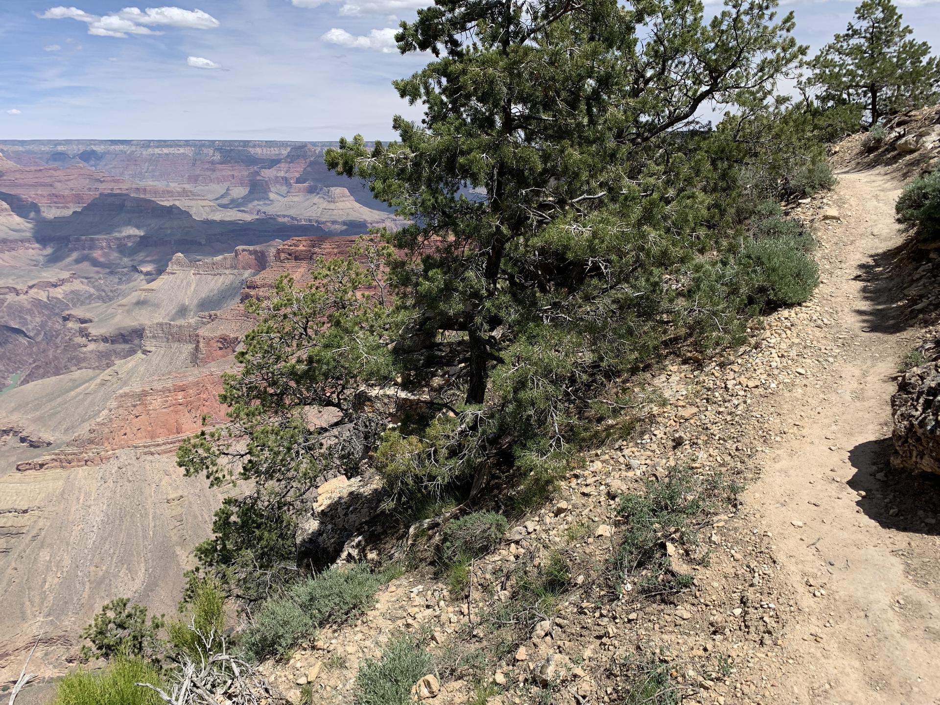 Narrow dirt trail along a steep canyon rim with green pine trees.