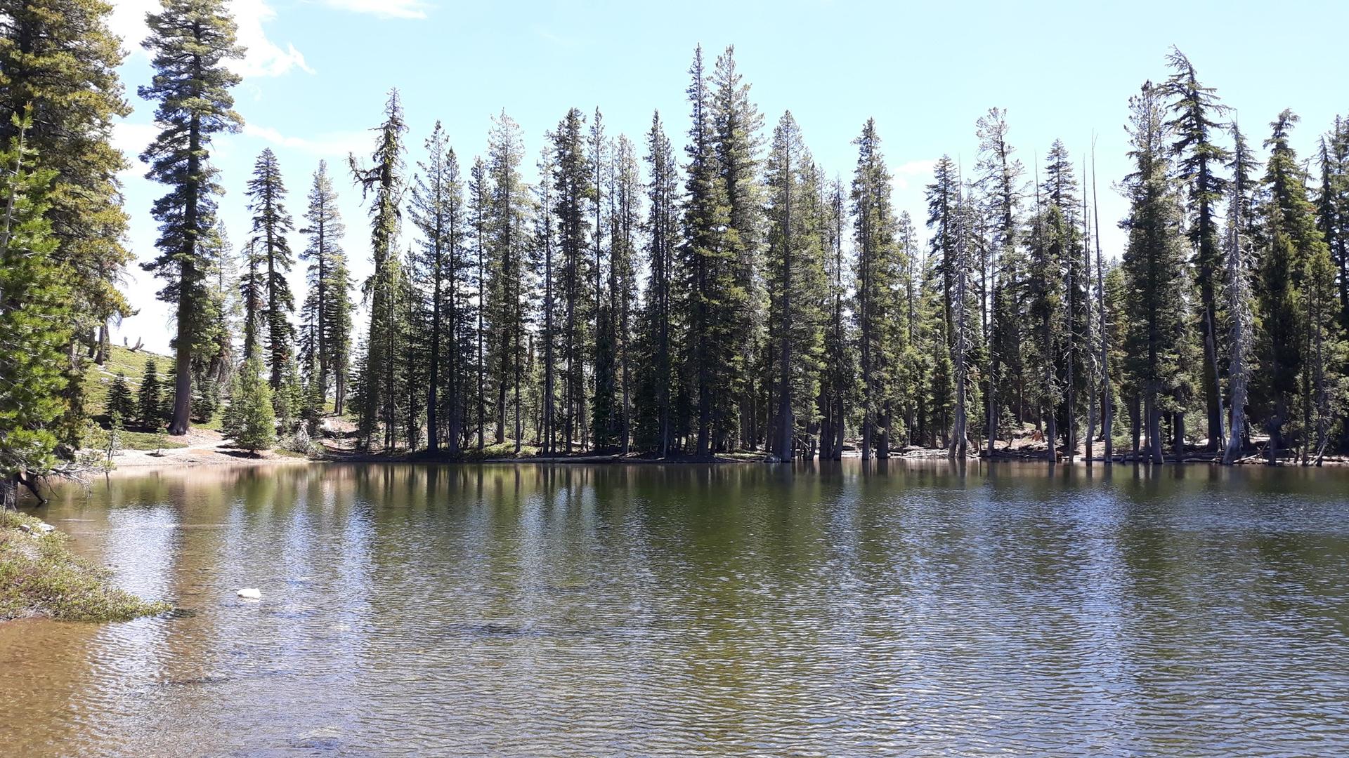 Calm lake surrounded by tall pine trees under a bright sky.
