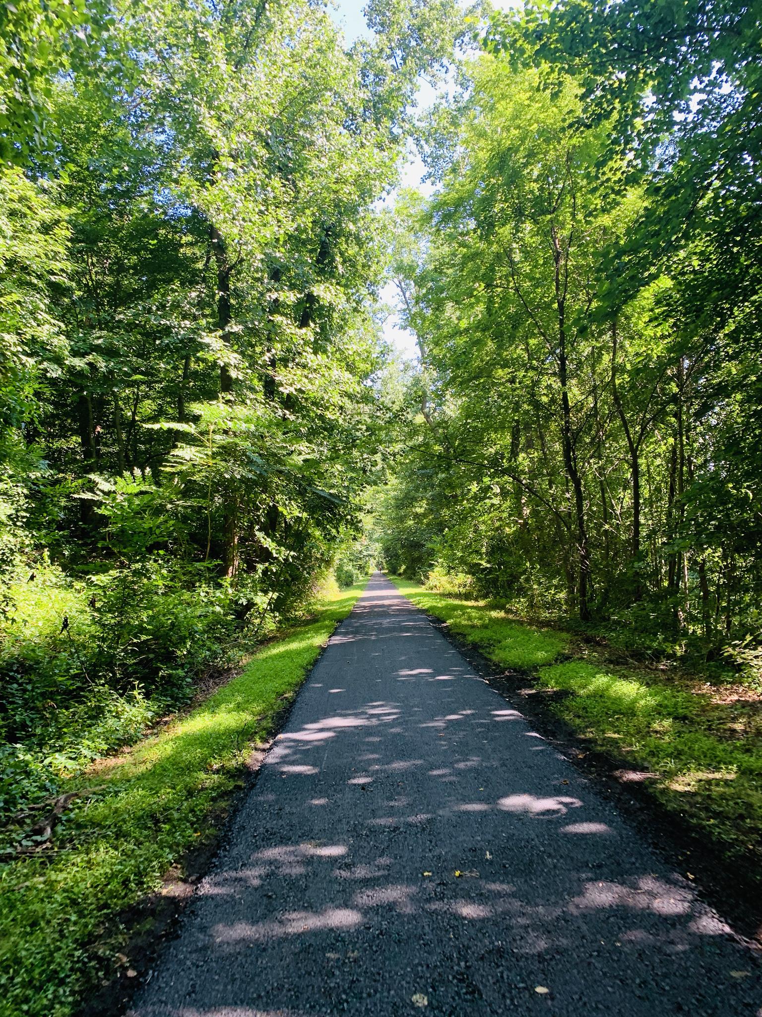 Paved path through a dense green forest tunnel on a sunny day.