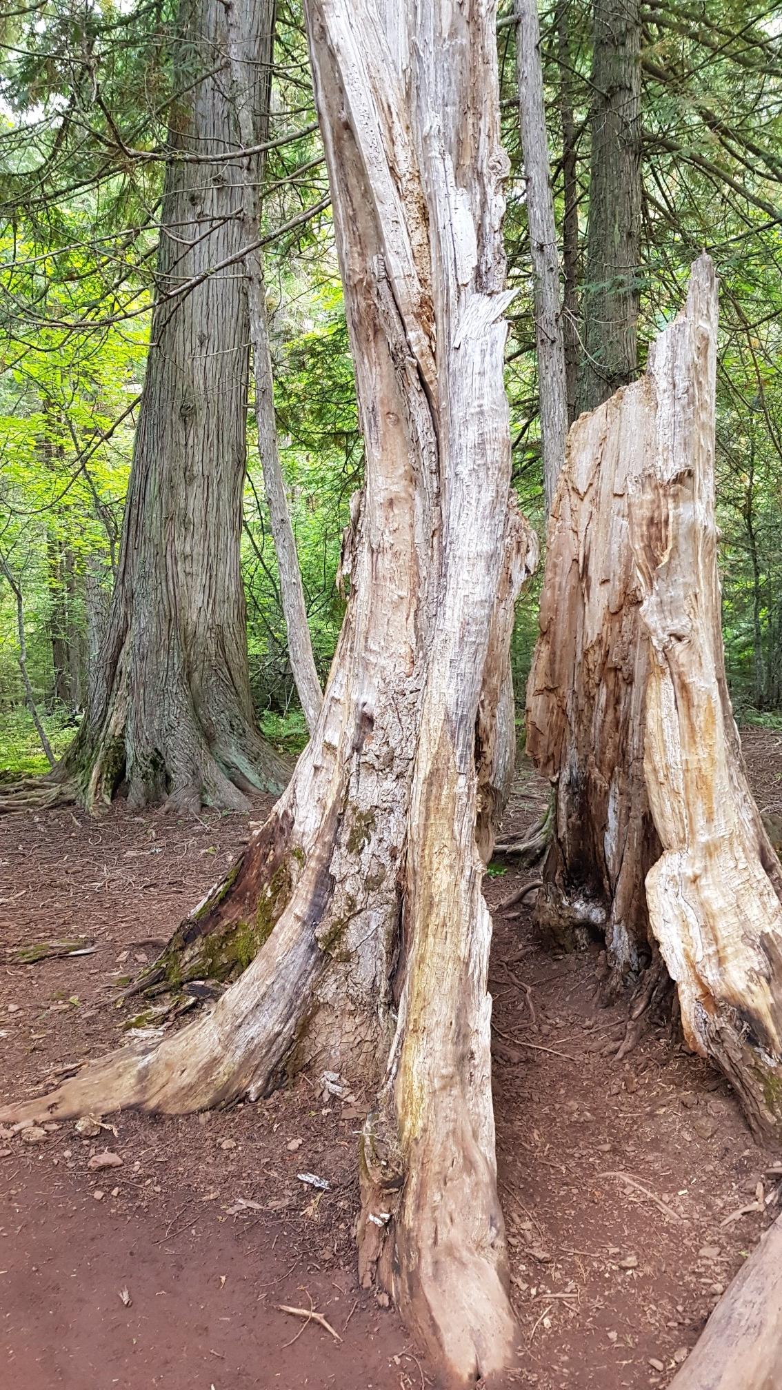 Weathered, broken tree stumps in a forest with tall green trees.