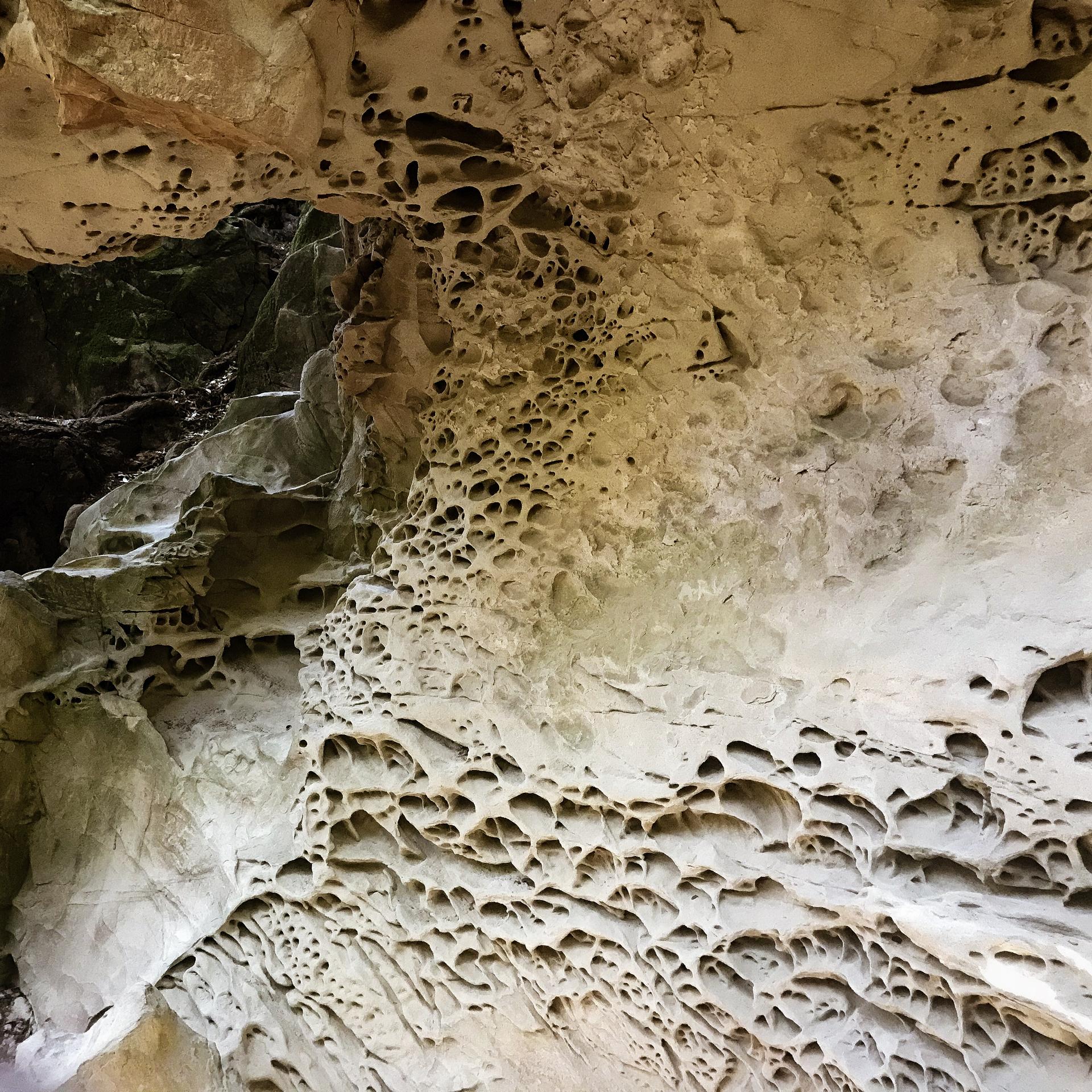 Close-up of a light-colored rock formation with many intricate, dark holes.