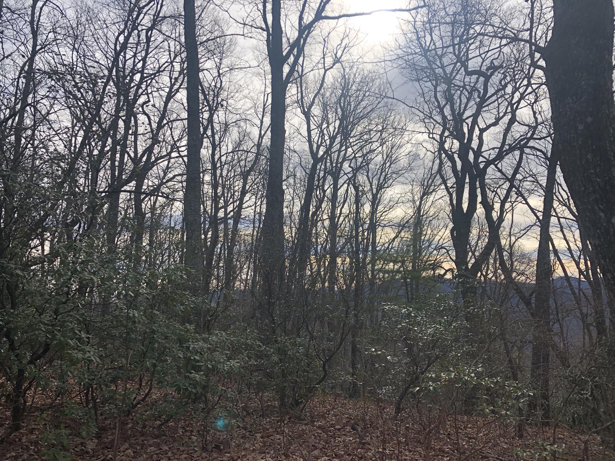 Dense forest with bare trees and undergrowth, bright light shining through.
