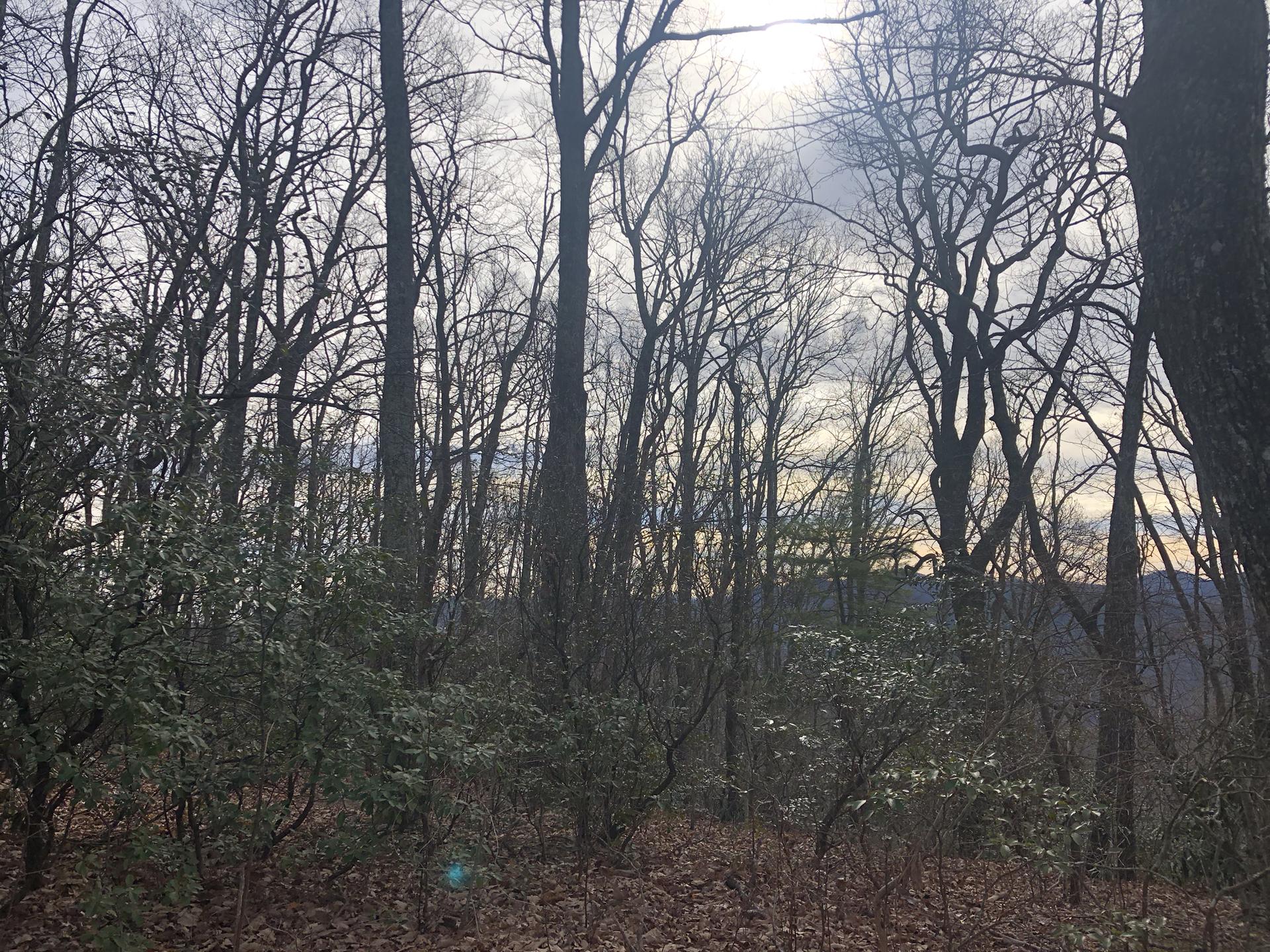Dense forest with bare trees and undergrowth, bright light shining through.