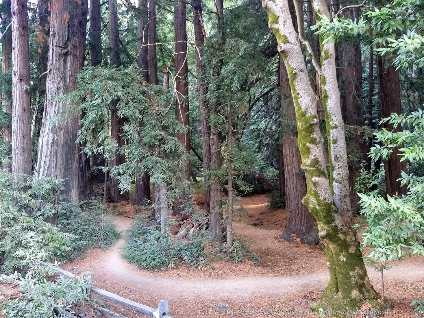 Fork in a dirt path through a lush, green, tall-treed forest.